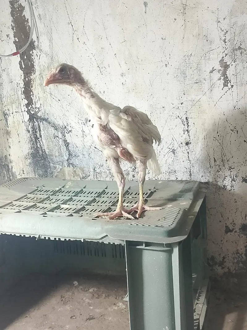 Heera aseel chicks  full active chicks — photo 2