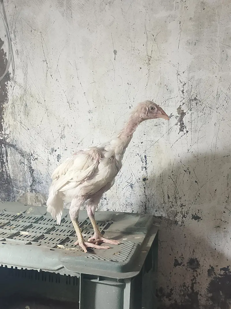 Heera aseel chicks  full active chicks — photo 3