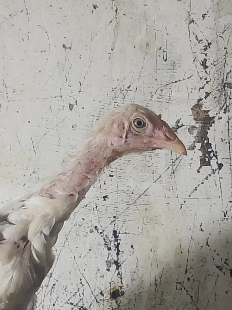 Heera aseel chicks  full active chicks — photo 4