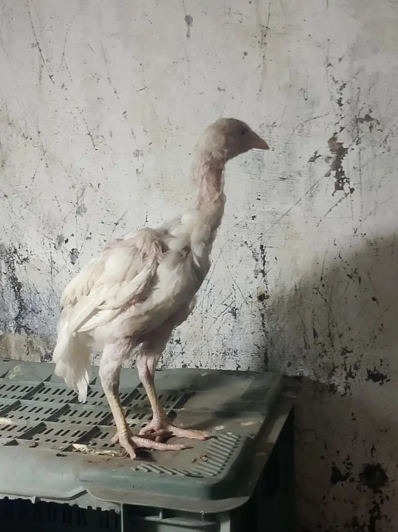 Heera aseel chicks  full active chicks — photo 5