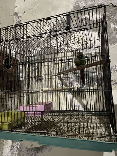 Parrots with cages for sale ( read ad )