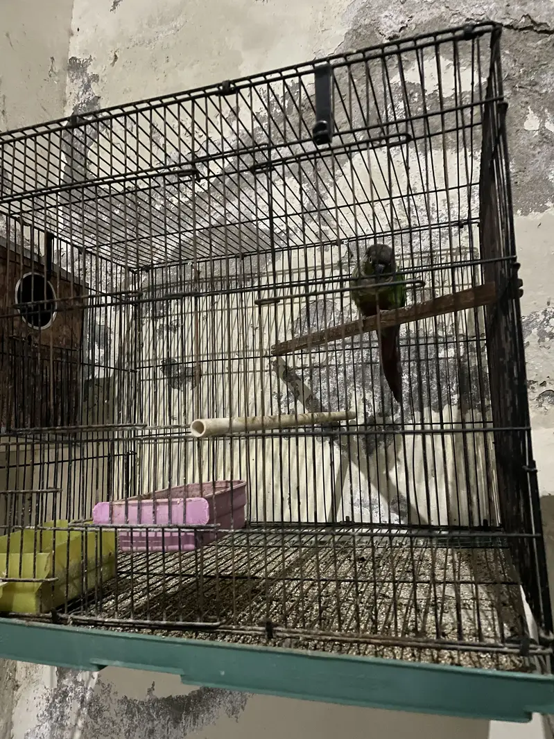 Parrots with cages for sale ( read ad )