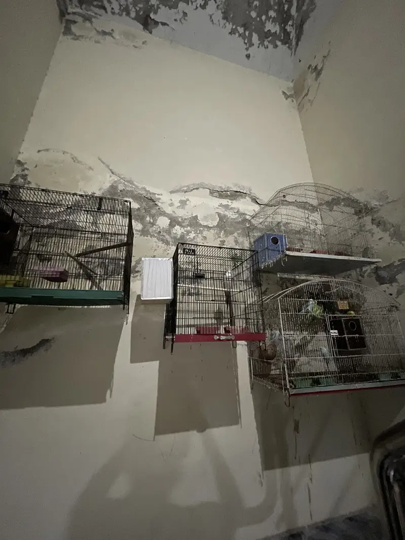 Parrots with cages for sale ( read ad ) — photo 2