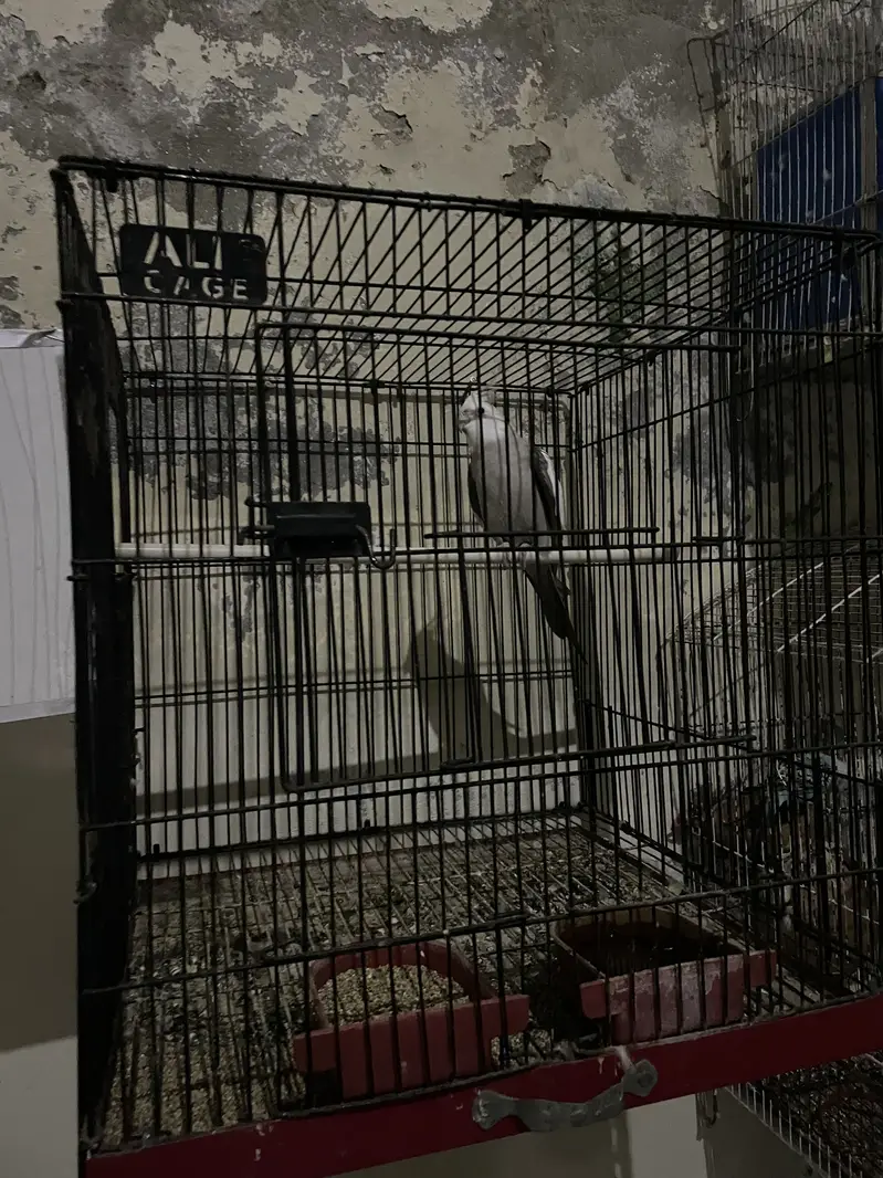 Parrots with cages for sale ( read ad ) — photo 3