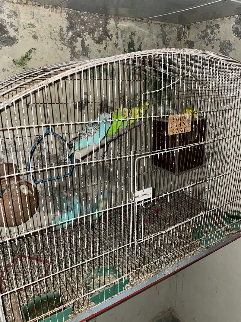 Parrots with cages for sale ( read ad ) — photo 4