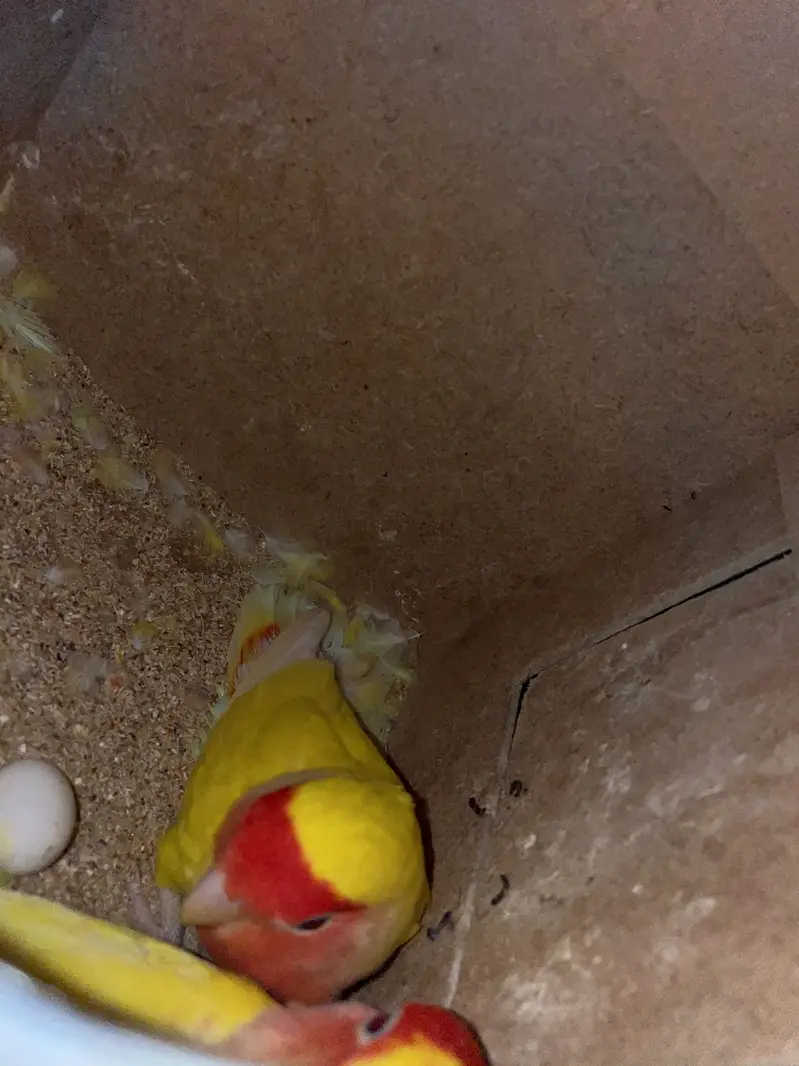 Parrots with cages for sale ( read ad ) — photo 5