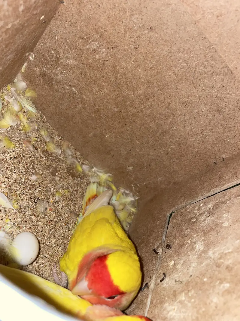 Parrots with cages for sale ( read ad ) — photo 6
