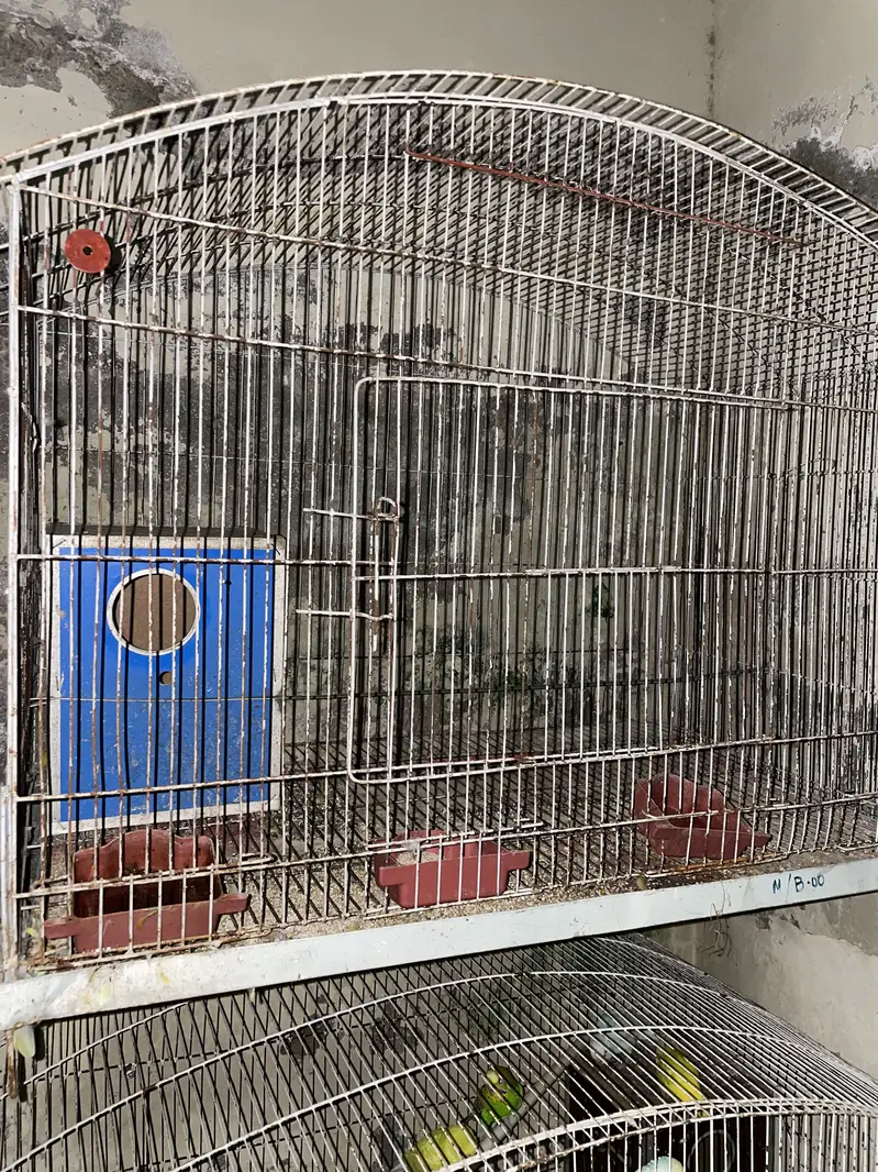 Parrots with cages for sale ( read ad ) — photo 7