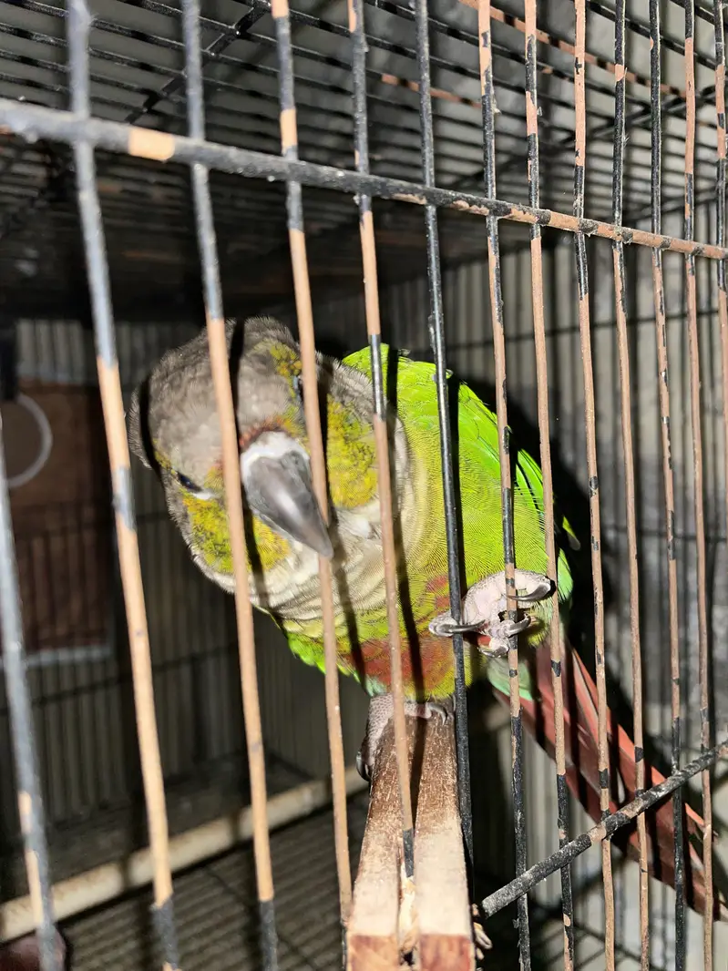 Parrots with cages for sale ( read ad ) — photo 8