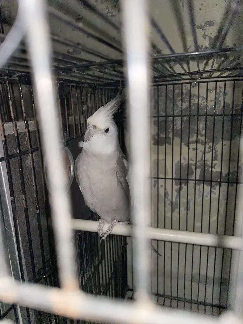 Parrots with cages for sale ( read ad ) — photo 9