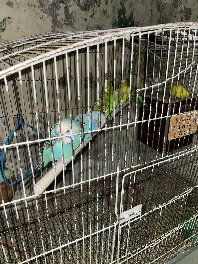 Parrots with cages for sale ( read ad ) — photo 10