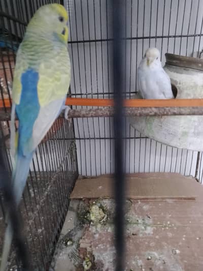 looking for new shelter