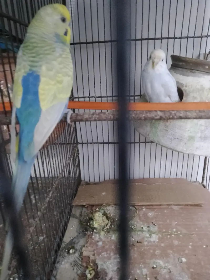 looking for new shelter