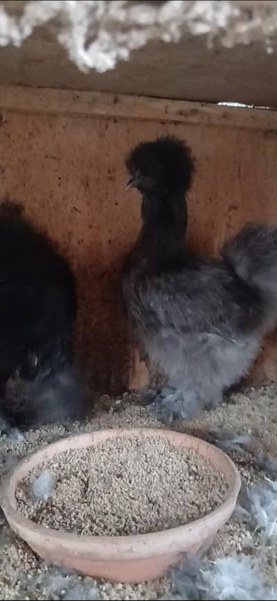Azaan Fancy Birds Presenting Different kinds of Breed Chicks.