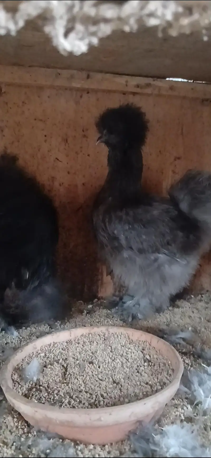 Azaan Fancy Birds Presenting Different kinds of Breed Chicks.