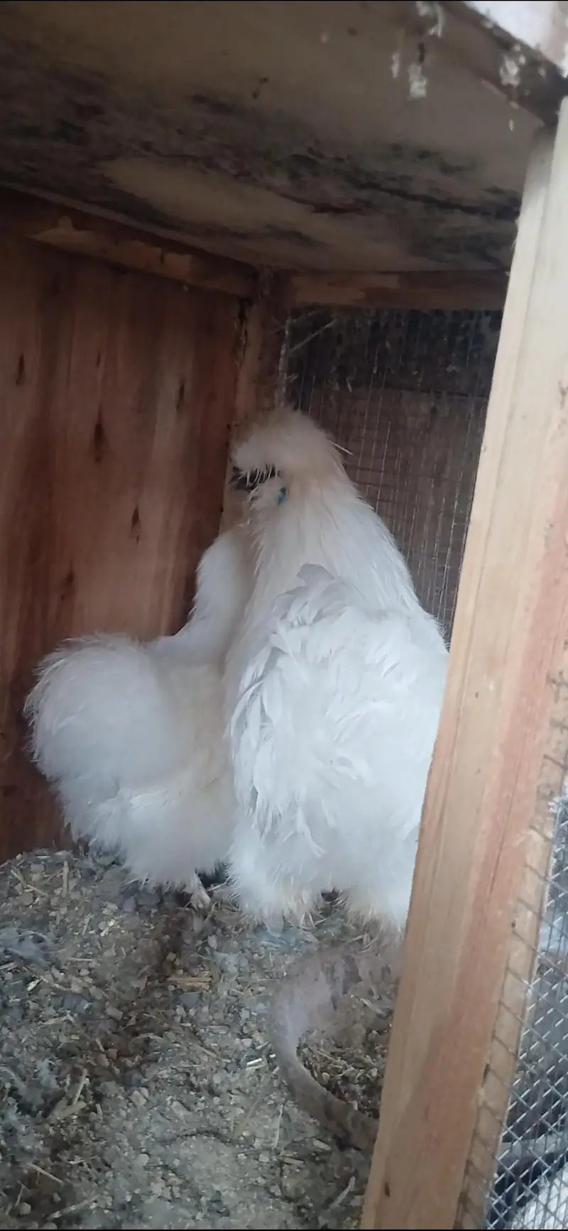 Azaan Fancy Birds Presenting Different kinds of Breed Chicks. — photo 2