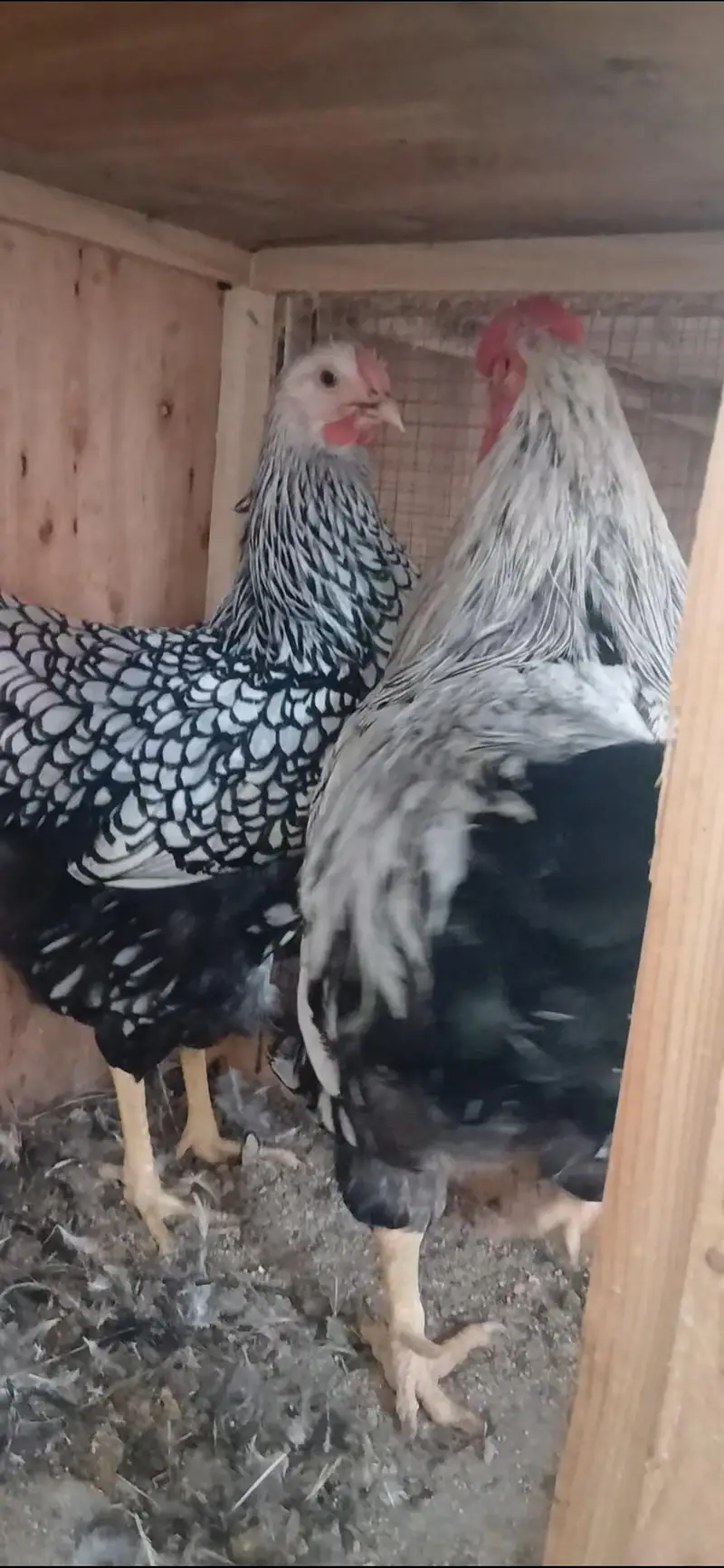 Azaan Fancy Birds Presenting Different kinds of Breed Chicks. — photo 3