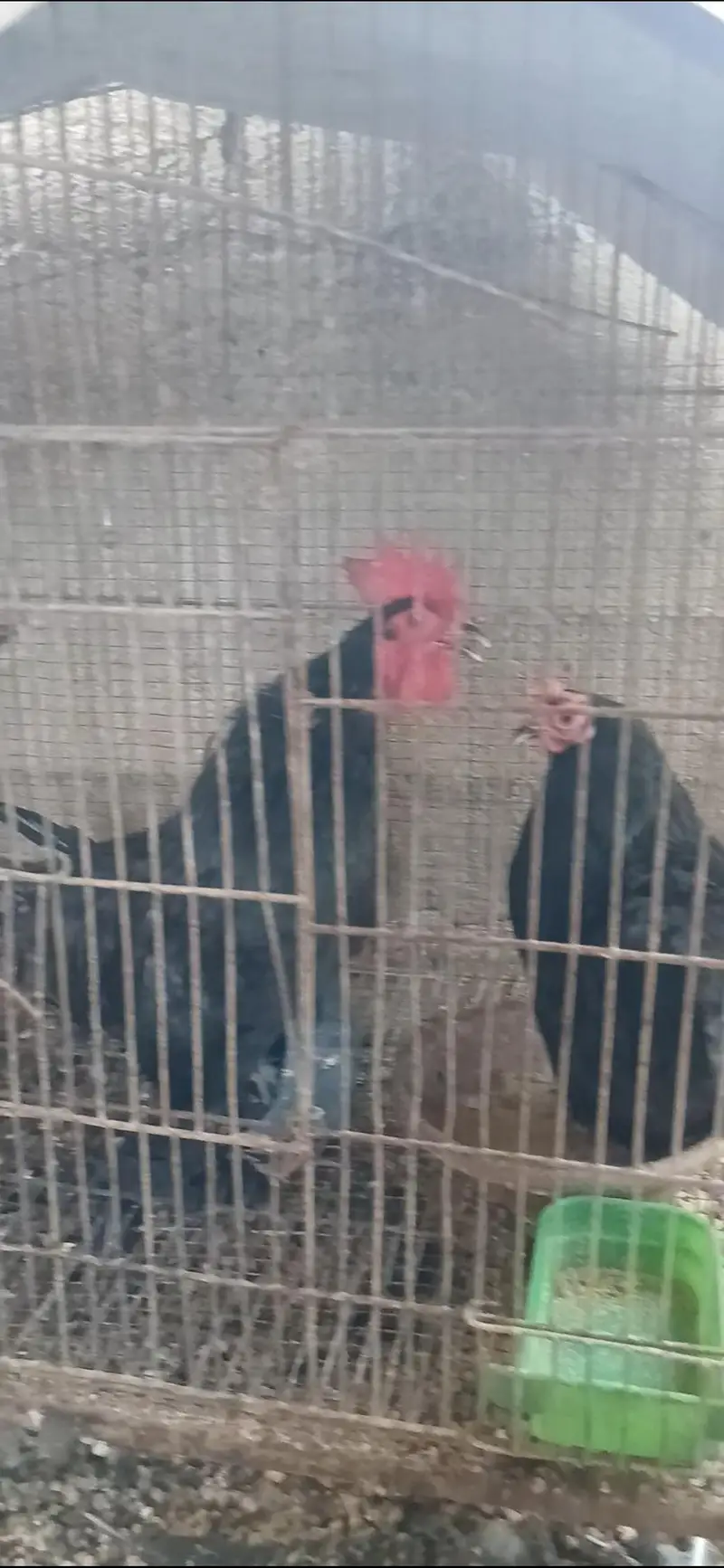 Azaan Fancy Birds Presenting Different kinds of Breed Chicks. — photo 4