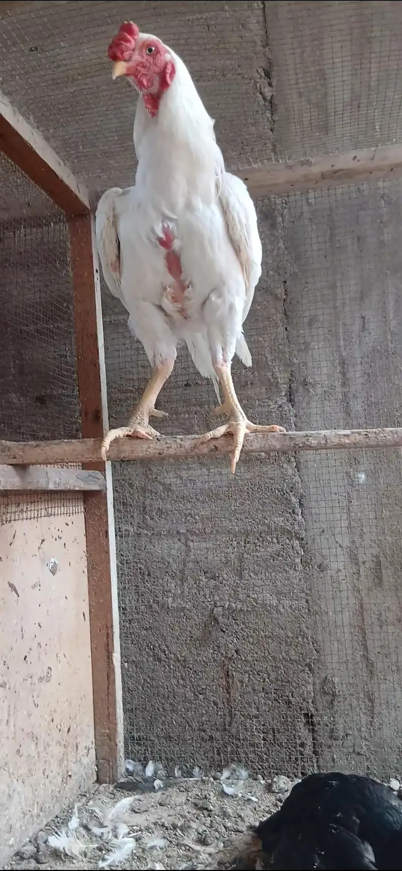 Azaan Fancy Birds Presenting Different kinds of Breed Chicks. — photo 5