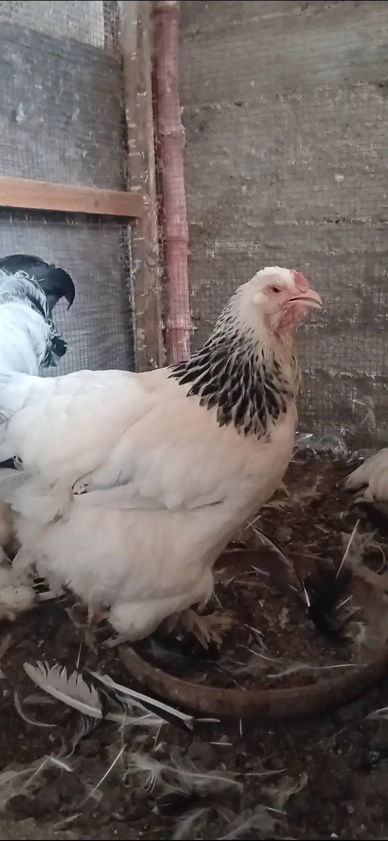 Azaan Fancy Birds Presenting Different kinds of Breed Chicks. — photo 6