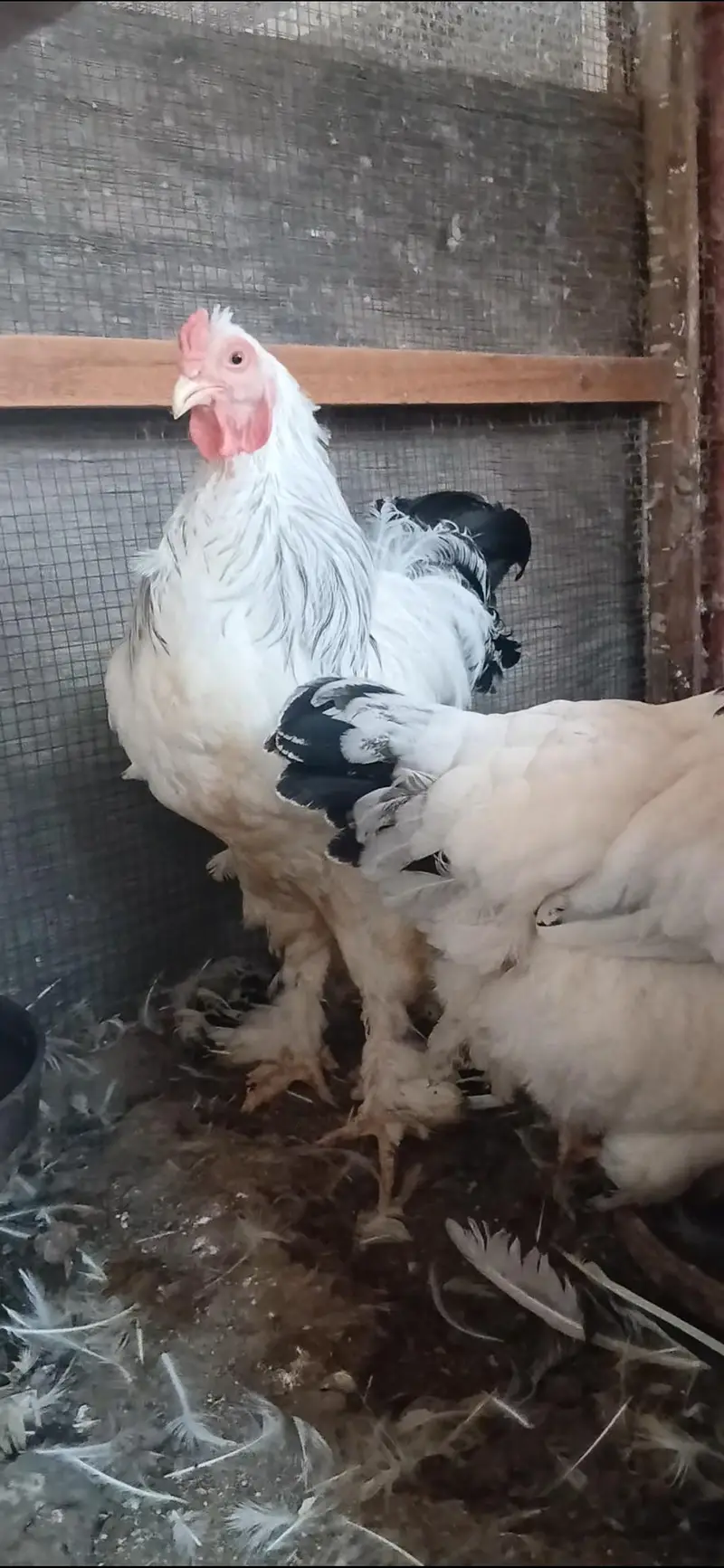 Azaan Fancy Birds Presenting Different kinds of Breed Chicks. — photo 7