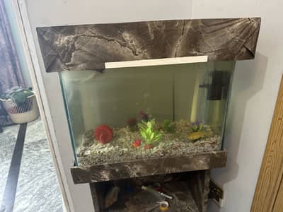 Fish aquarium
