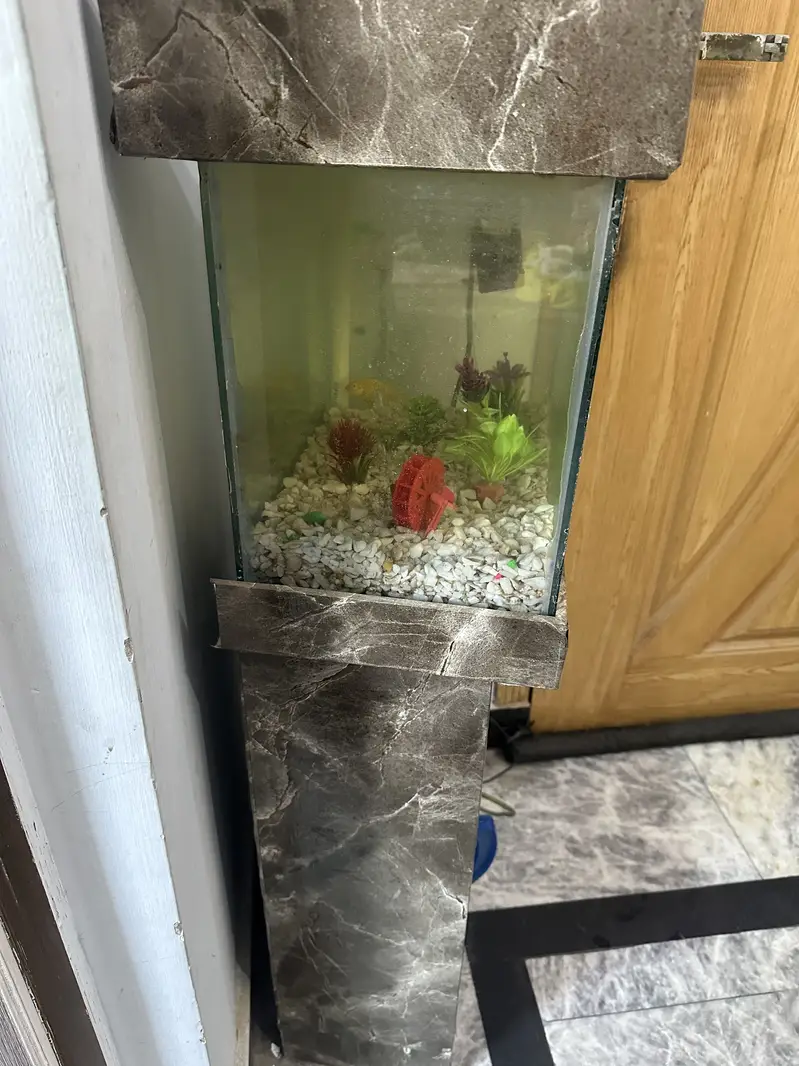Fish aquarium — photo 3