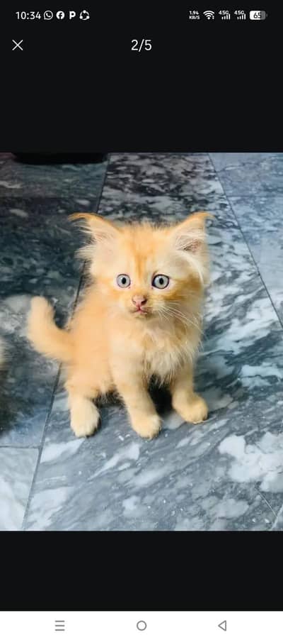 3 kiten Persian for sale
