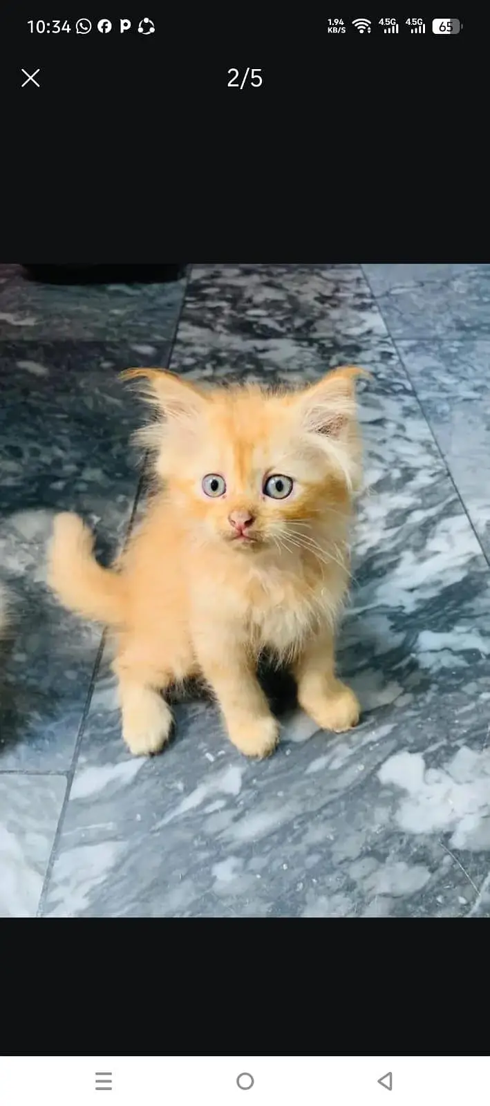 3 kiten Persian for sale — photo 2