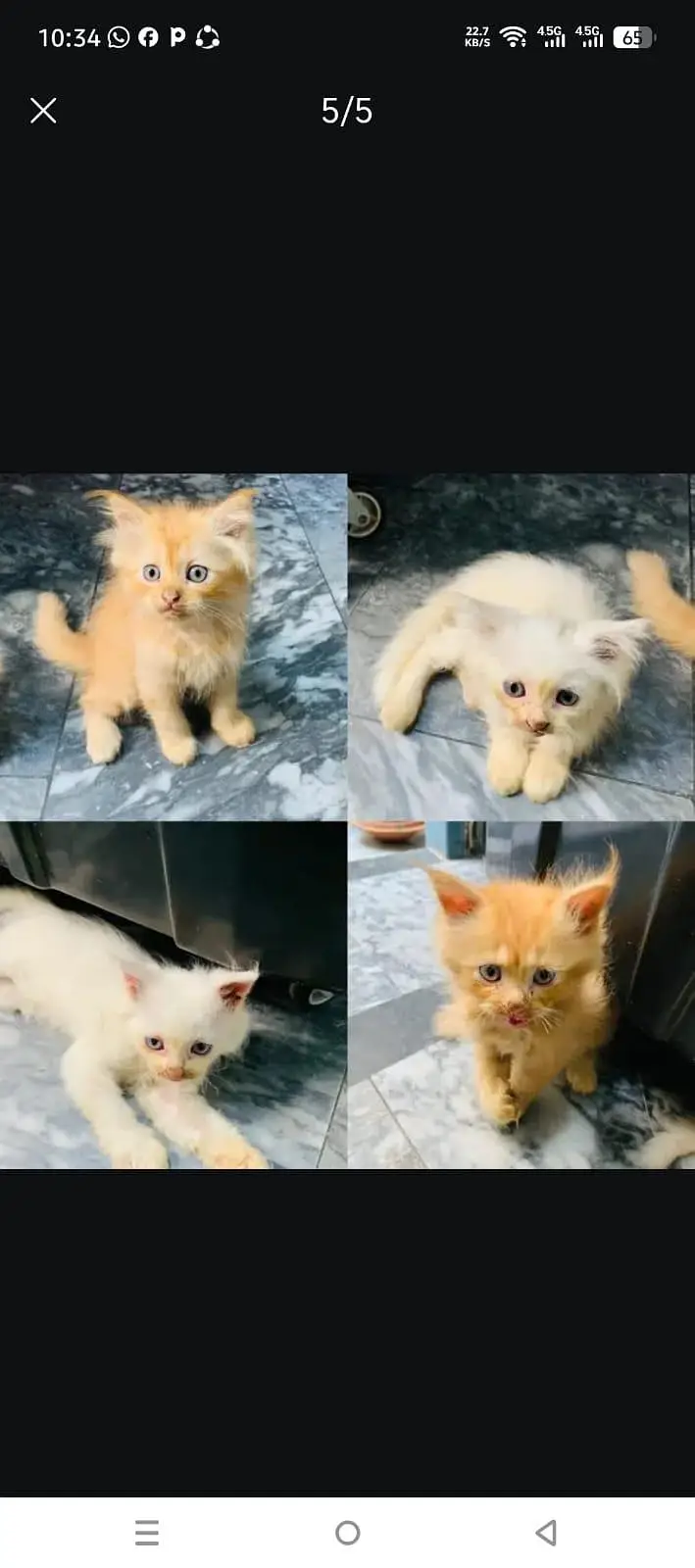 3 kiten Persian for sale — photo 3