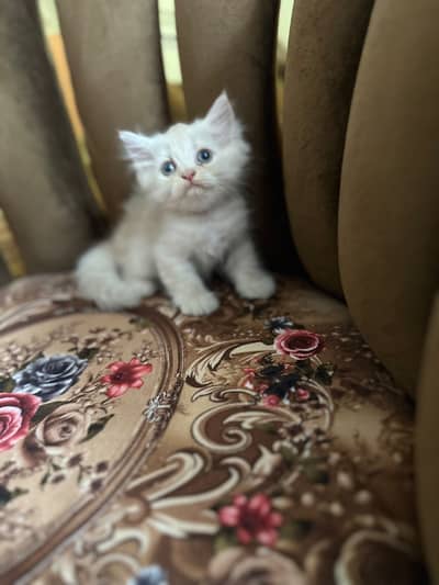 1.5 months male persian cat