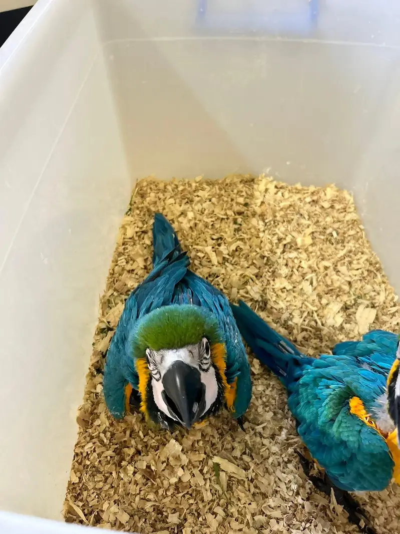 blue and gold macaw chicks for sale age 3 month 03296042216