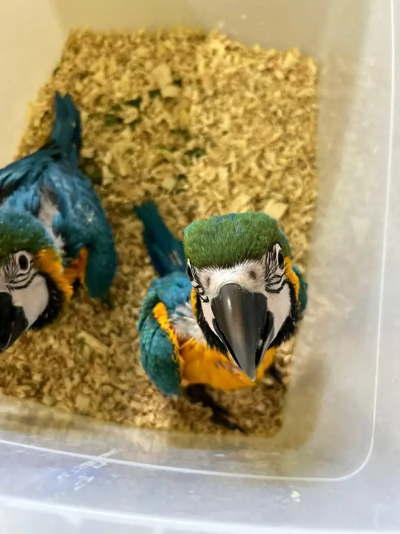 blue and gold macaw chicks for sale age 3 month 03296042216 — photo 2
