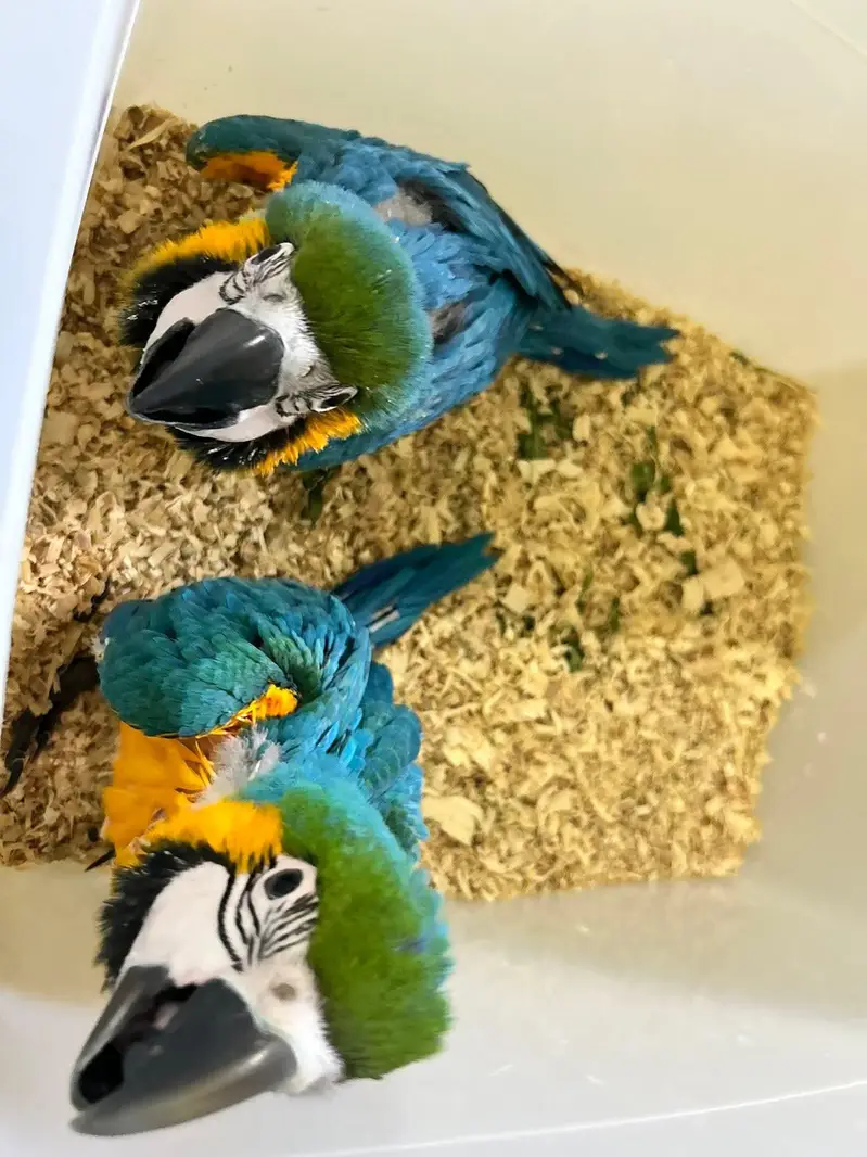 blue and gold macaw chicks for sale age 3 month 03296042216 — photo 3