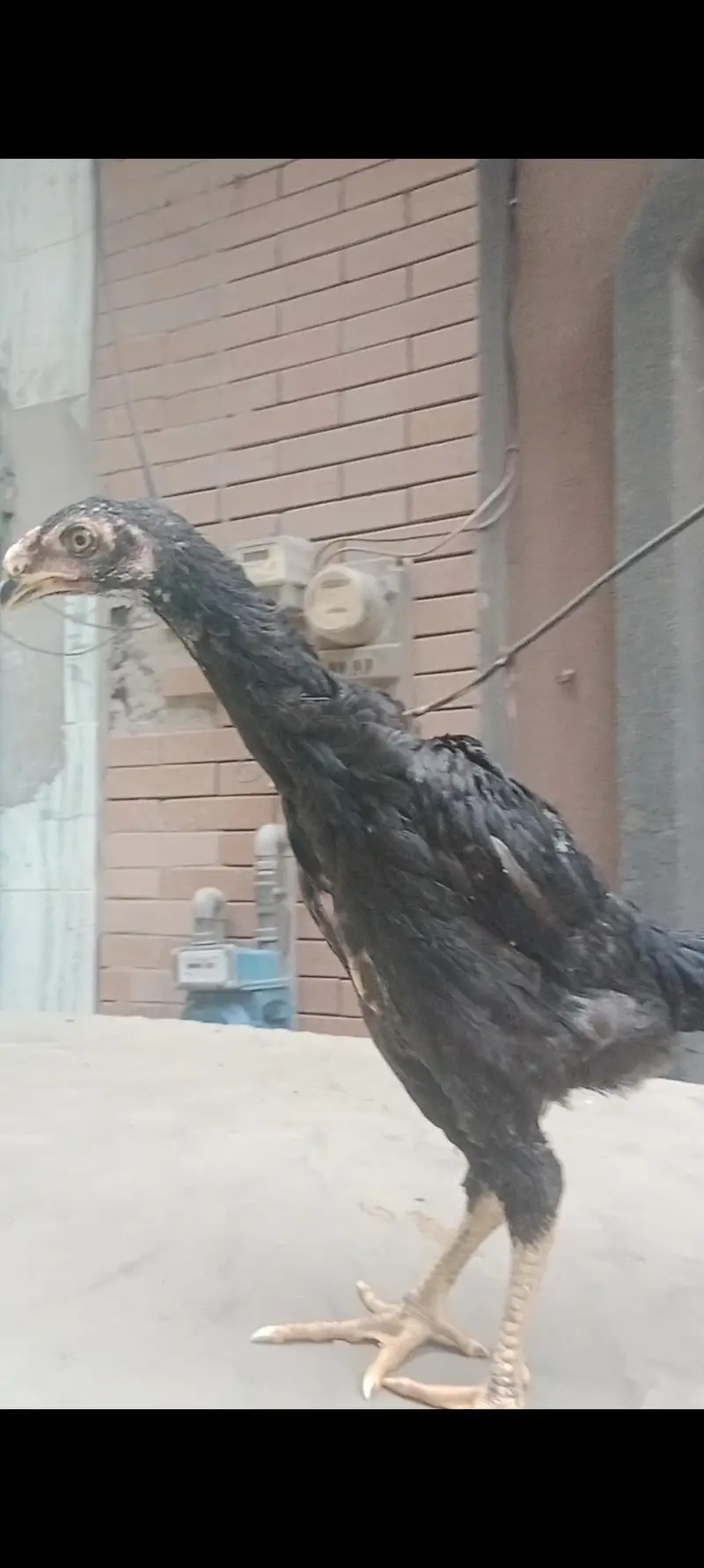 black shamo — photo 4