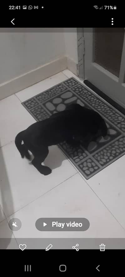 black labrador puppy