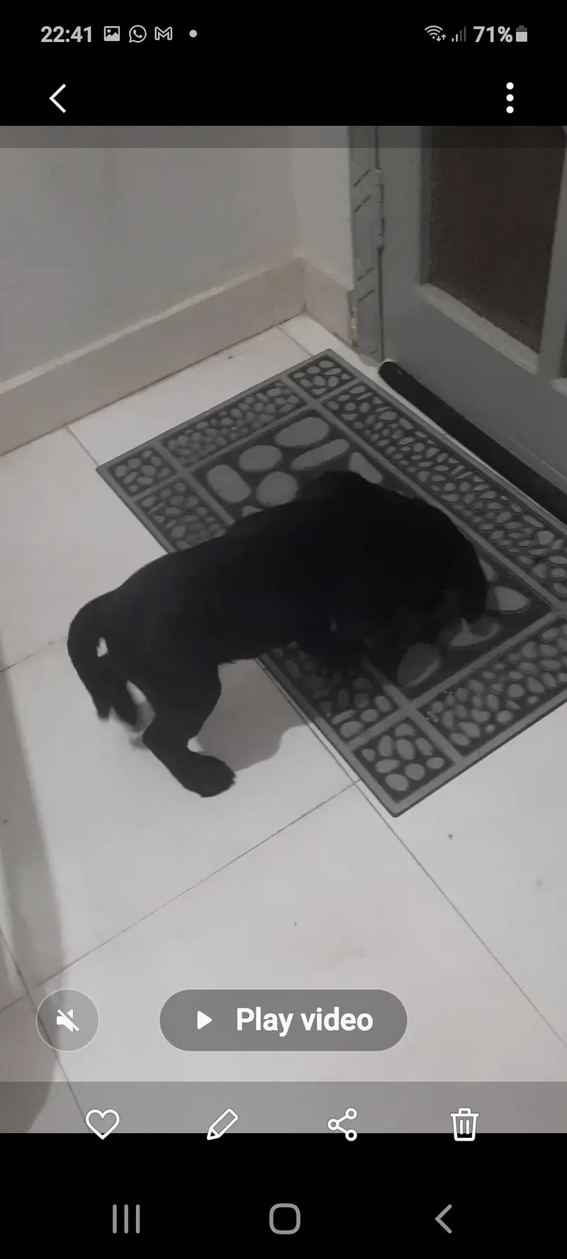 black labrador puppy