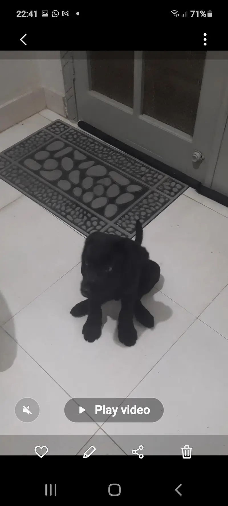black labrador puppy — photo 2
