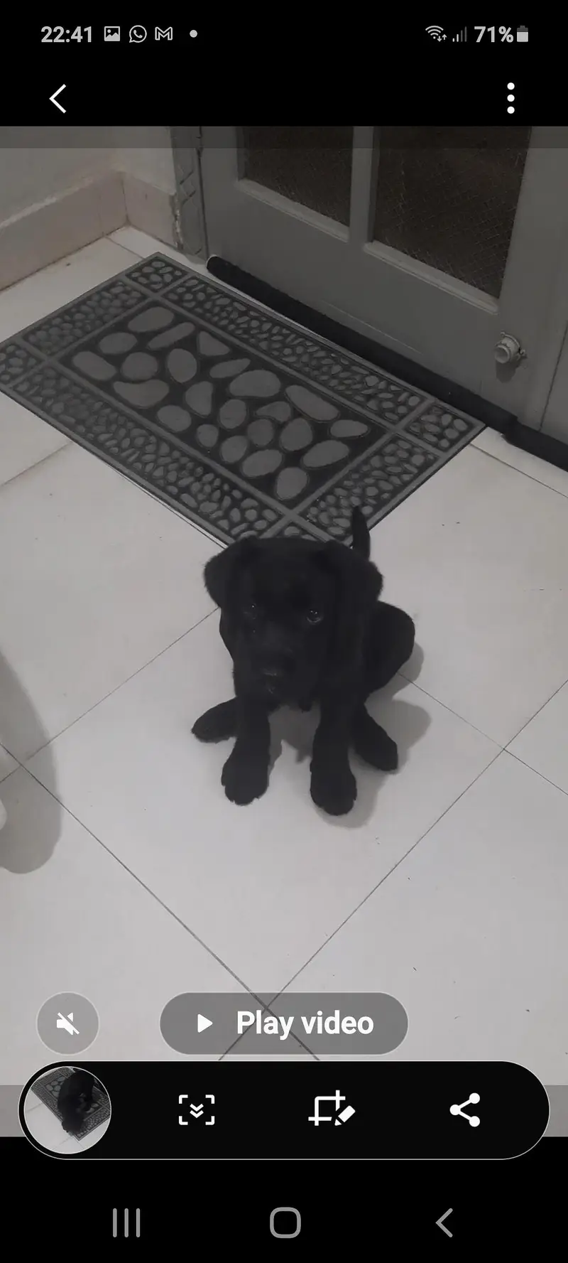 black labrador puppy — photo 3