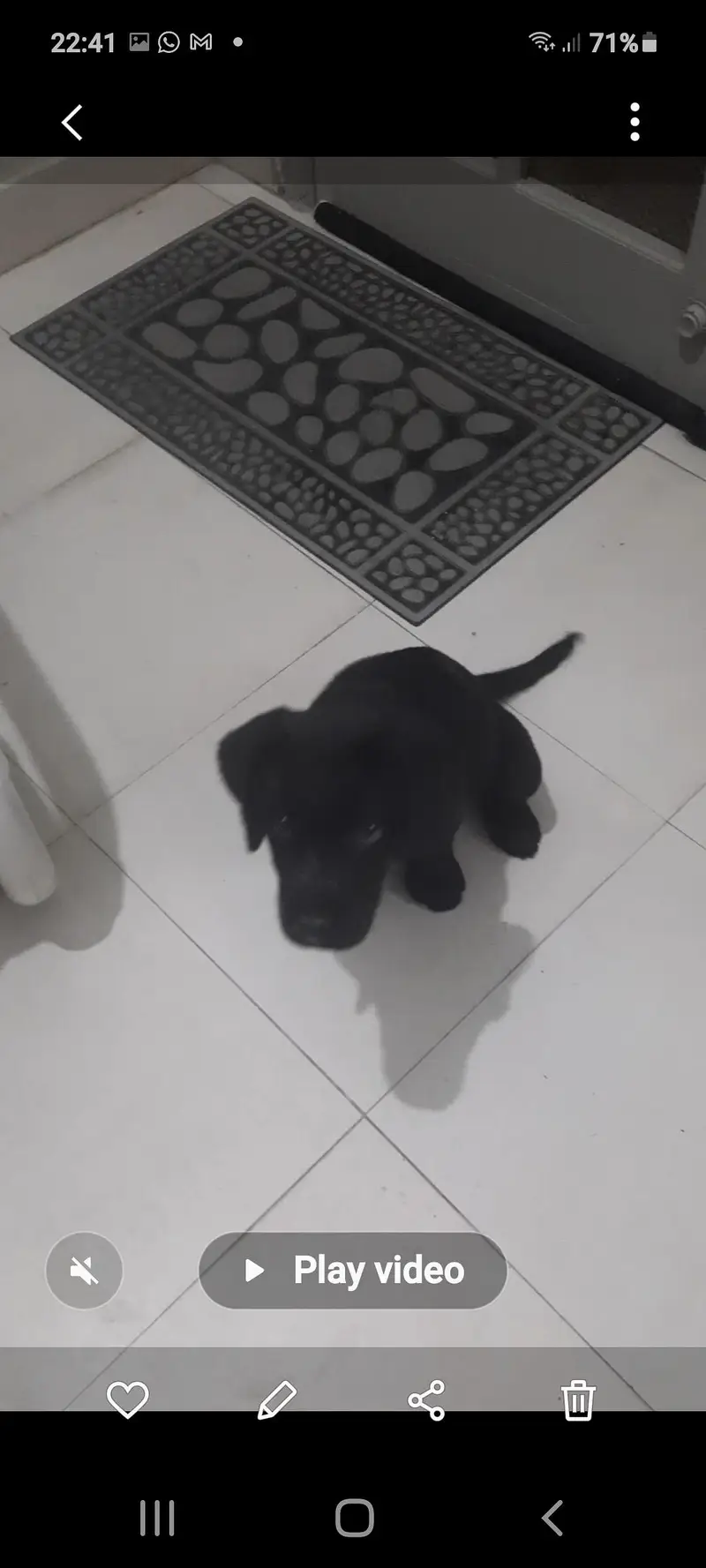 black labrador puppy — photo 4