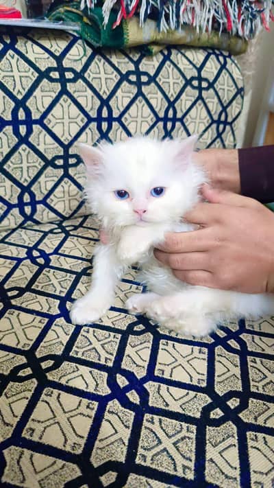Persian Kittens Double Coat Male Female Available
