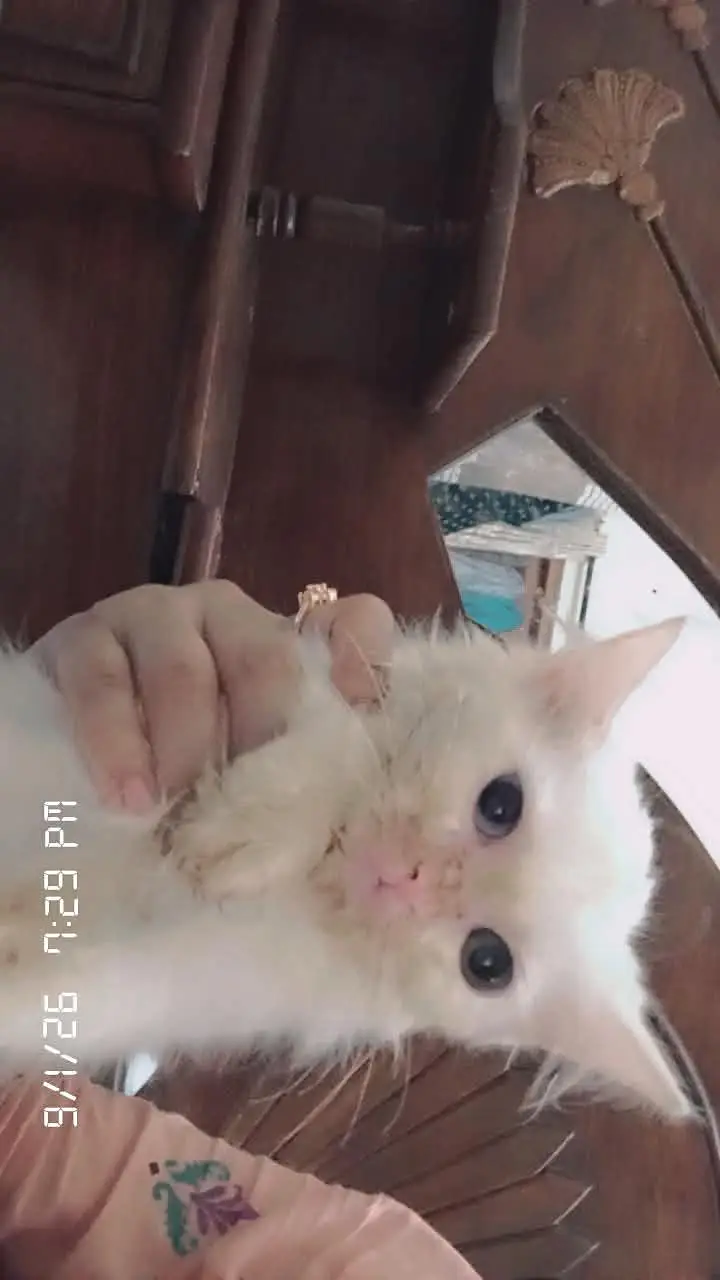 Persian Kittens Double Coat Male Female Available — photo 2