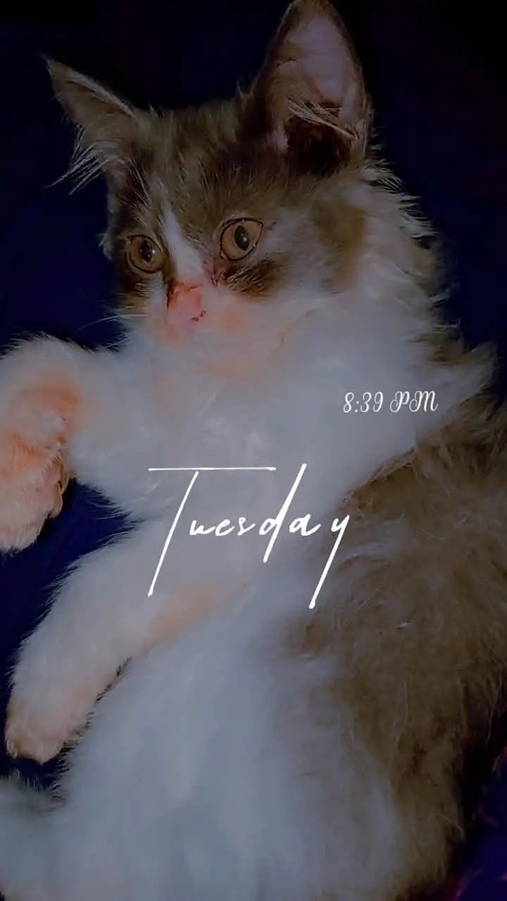 Persian Kittens Double Coat Male Female Available — photo 3