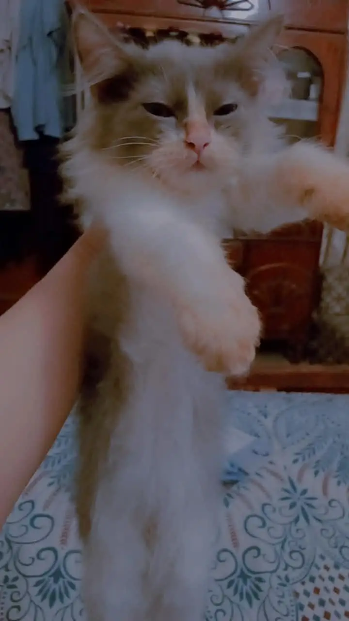 Persian Kittens Double Coat Male Female Available — photo 4