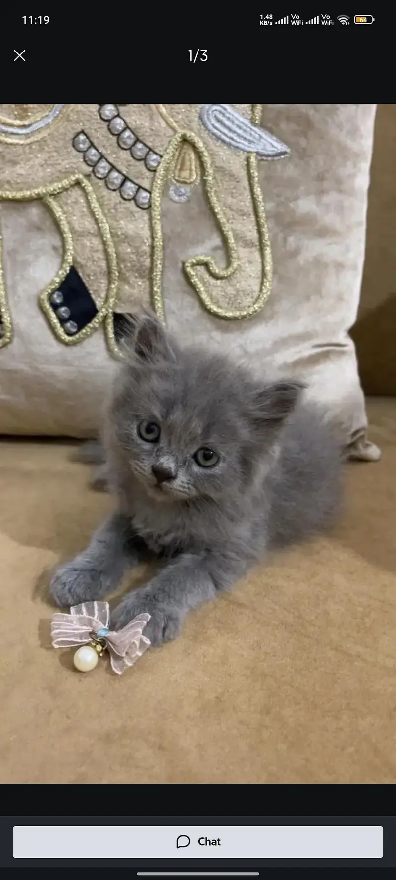 Persian Kittens Double Coat Male Female Available — photo 5