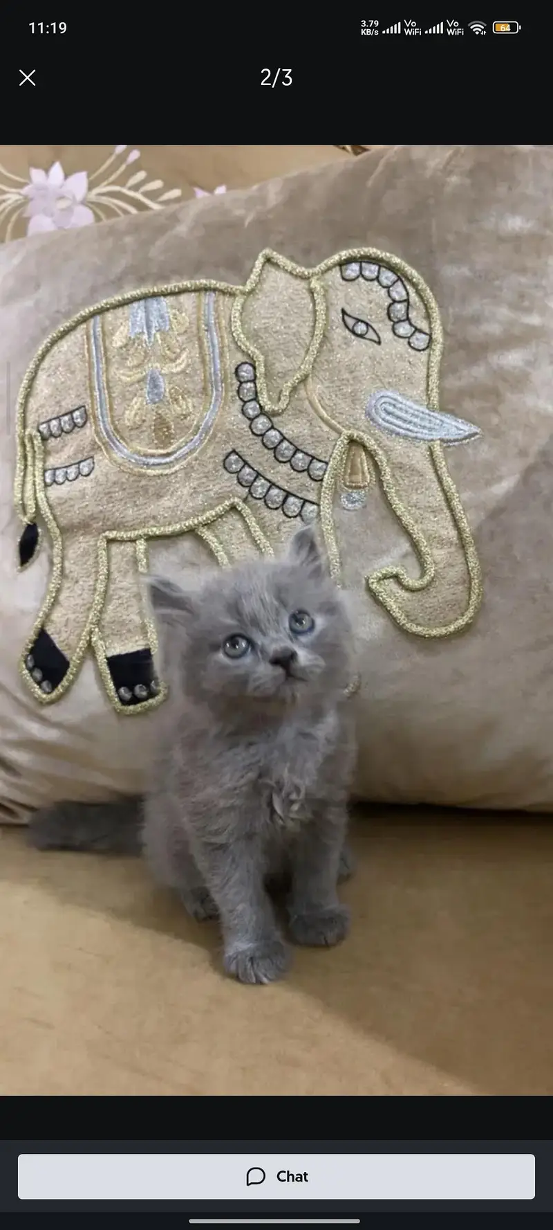 Persian Kittens Double Coat Male Female Available — photo 6