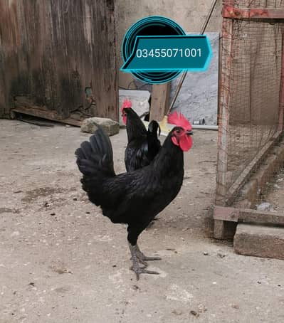 Pure Mianwali aseel  and heavy buff females astrolorps