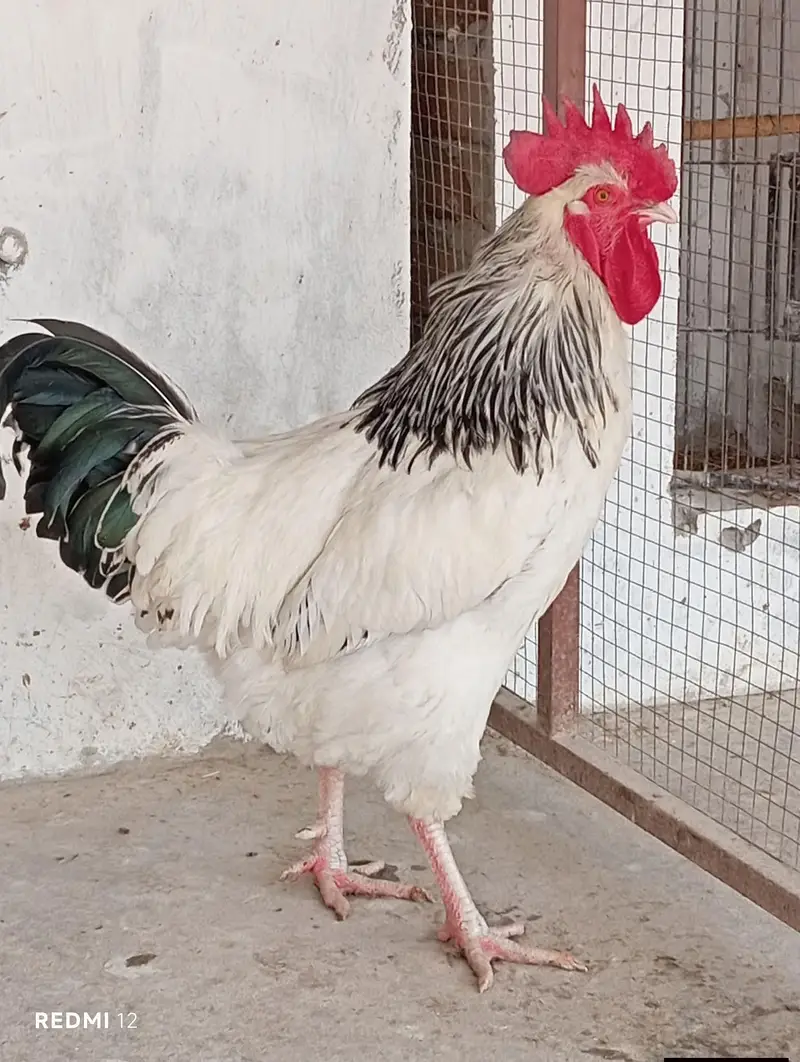 Light Sussex Heritage Male