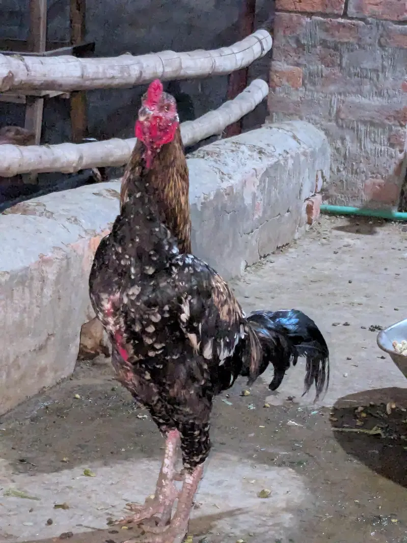 Pakistani Cross