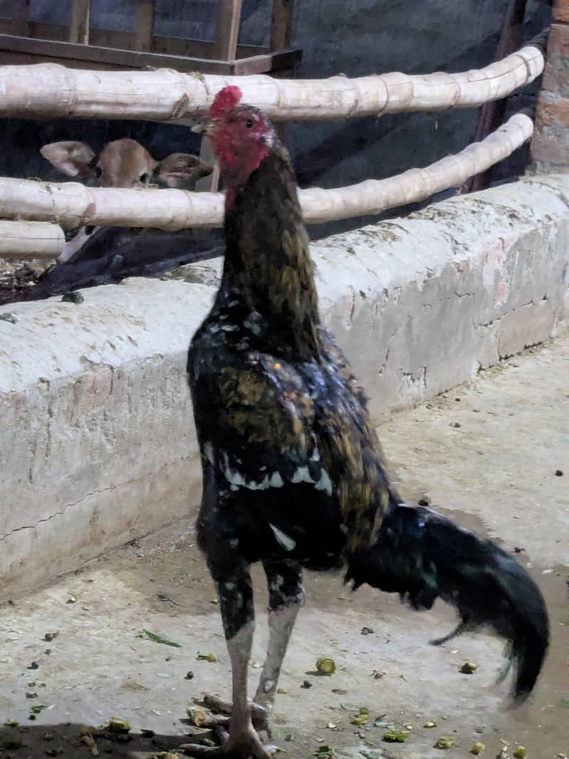 Pakistani Cross 1